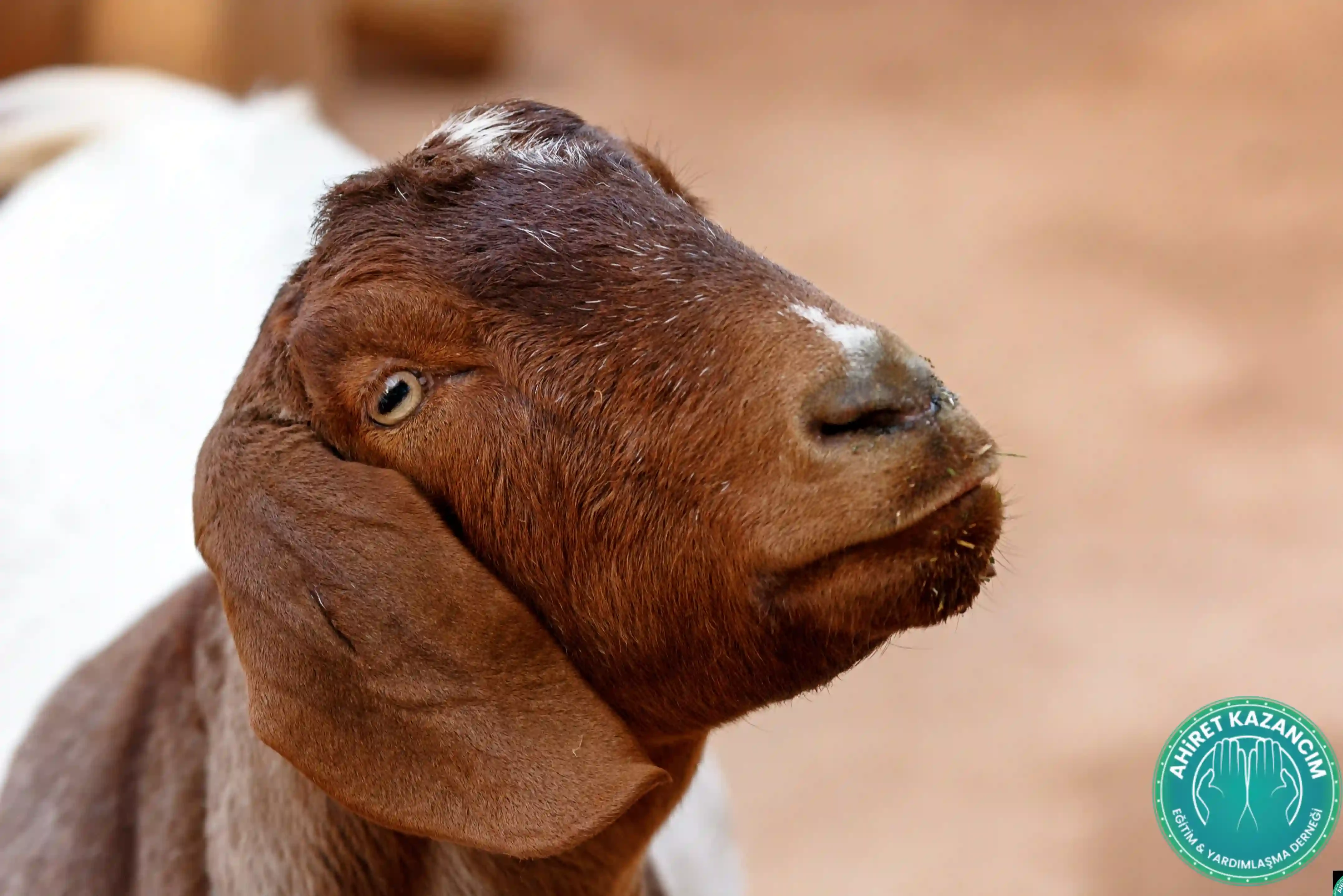 Vacip Kurban ( Küçükbaş)