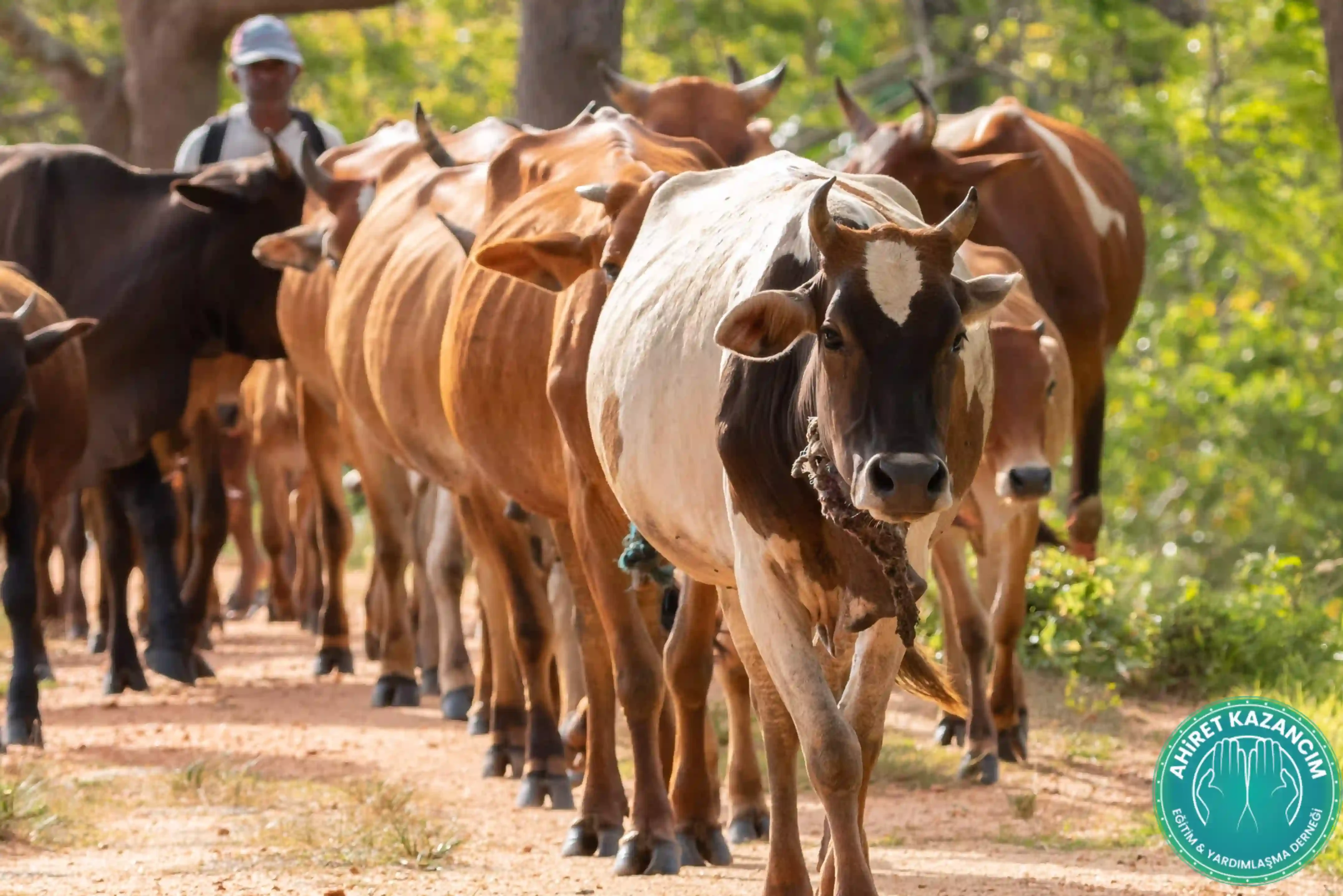 Vacip Kurban (Büyükbaş Hisseli)